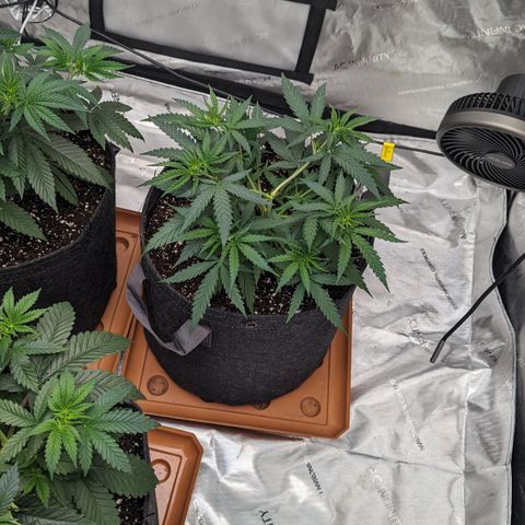 Durban Poison growlog timeline photo