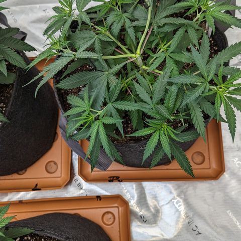Durban Poison growlog timeline photo