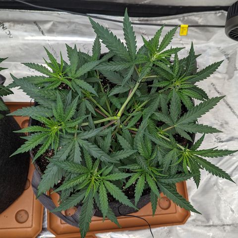 Durban Poison growlog timeline photo