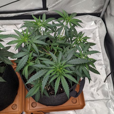 Durban Poison growlog timeline photo