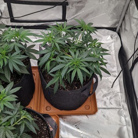 Durban Poison growlog timeline photo