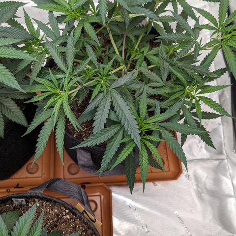 Durban Poison growlog timeline photo