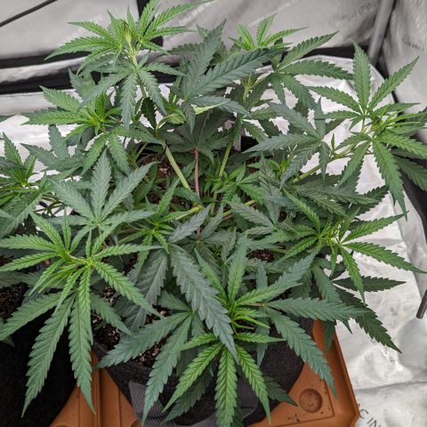 Durban Poison growlog timeline photo