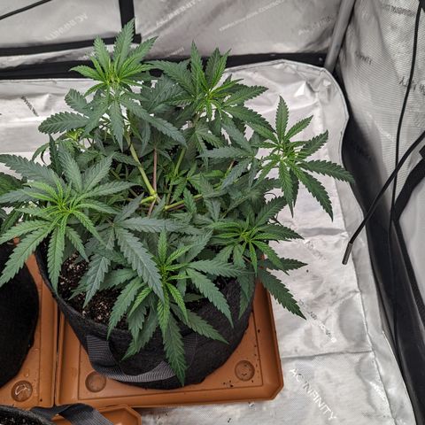 Durban Poison growlog timeline photo