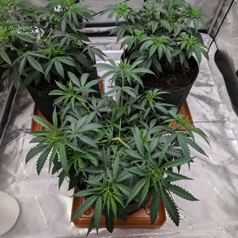 Durban Poison growlog timeline photo