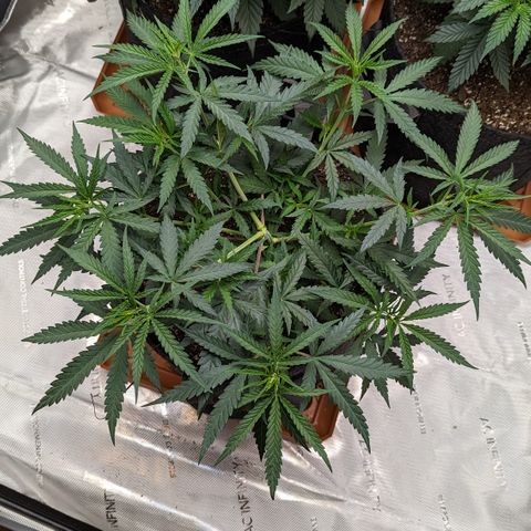 Durban Poison growlog timeline photo