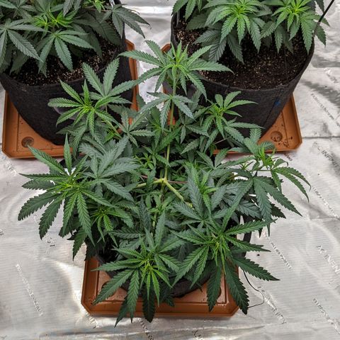 Durban Poison growlog timeline photo