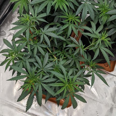 Durban Poison growlog timeline photo