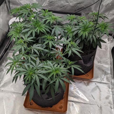Durban Poison growlog timeline photo