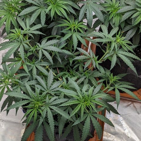 Durban Poison growlog timeline photo