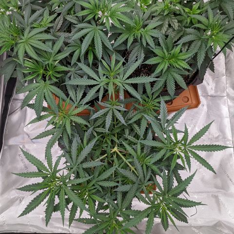 Durban Poison growlog timeline photo