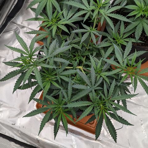 Durban Poison growlog timeline photo