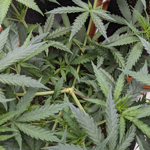 Durban Poison growlog timeline photo