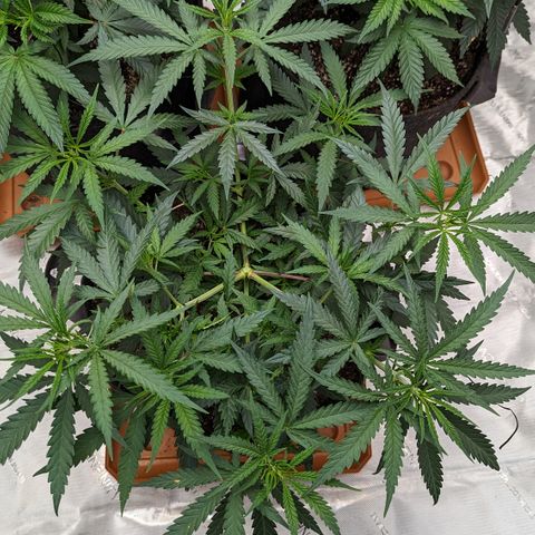 Durban Poison growlog timeline photo