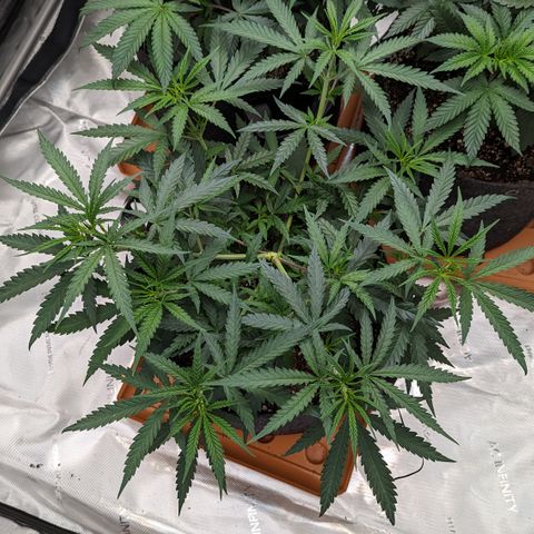 Durban Poison growlog timeline photo