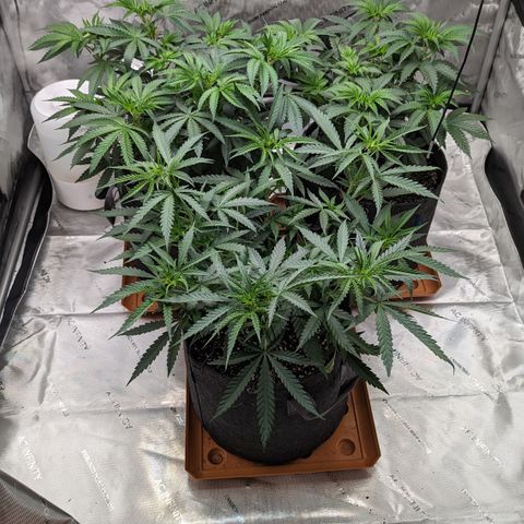 Durban Poison growlog timeline photo
