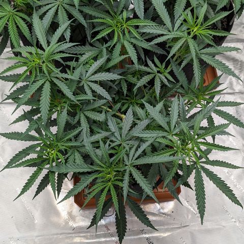 Durban Poison growlog timeline photo