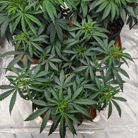 Durban Poison growlog timeline photo