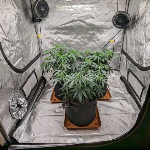 Durban Poison growlog timeline photo
