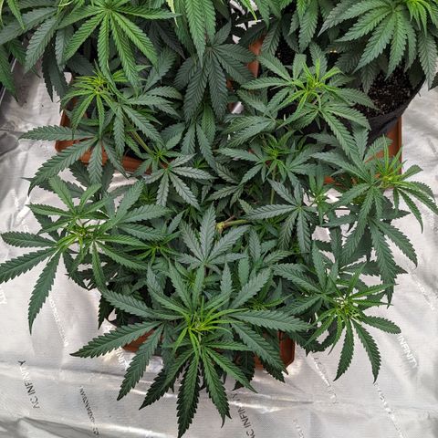 Durban Poison growlog timeline photo