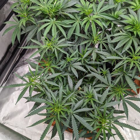 Durban Poison growlog timeline photo