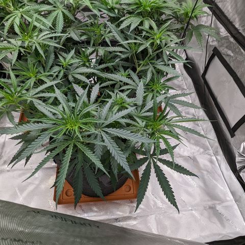 Durban Poison growlog timeline photo