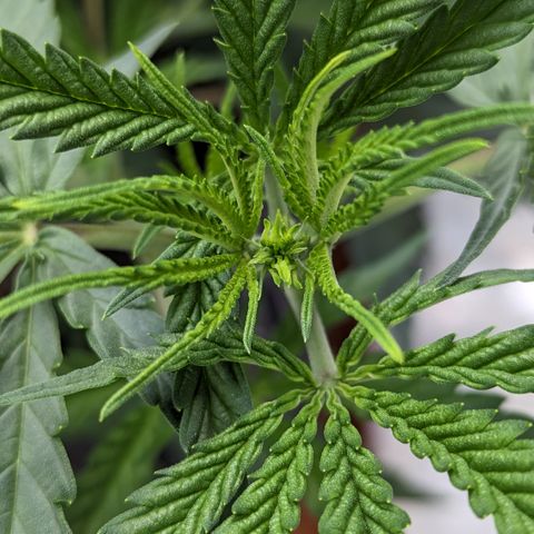 Durban Poison growlog timeline photo