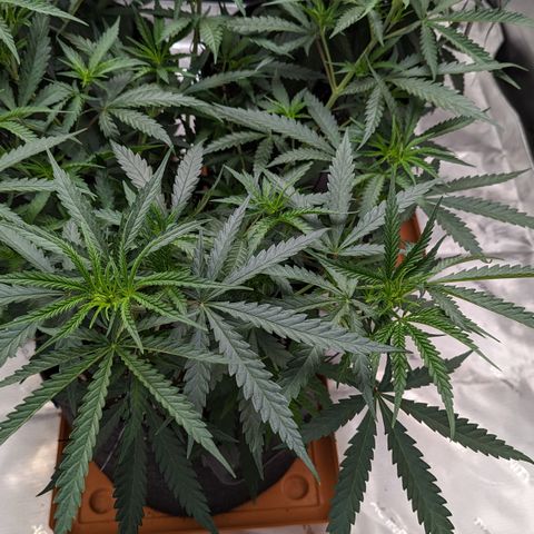 Durban Poison growlog timeline photo