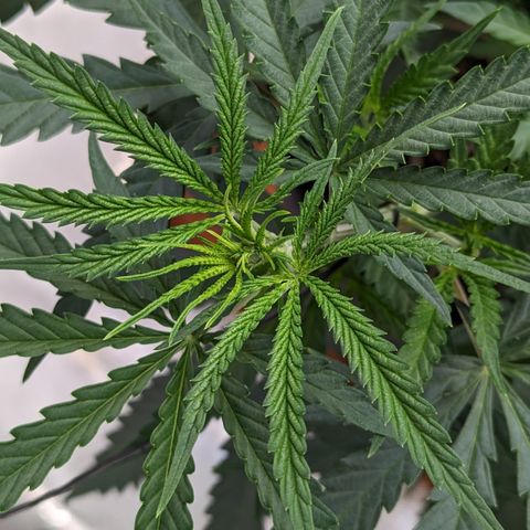 Durban Poison growlog timeline photo