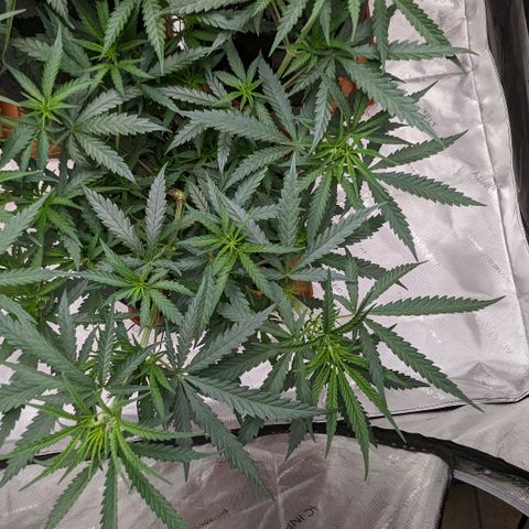 Durban Poison growlog timeline photo