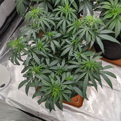 Durban Poison growlog timeline photo