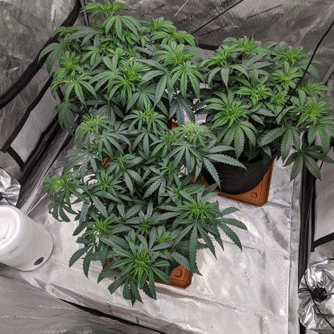 Durban Poison growlog timeline photo