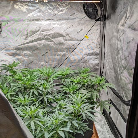 Durban Poison growlog timeline photo