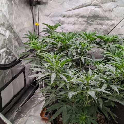 Durban Poison growlog timeline photo