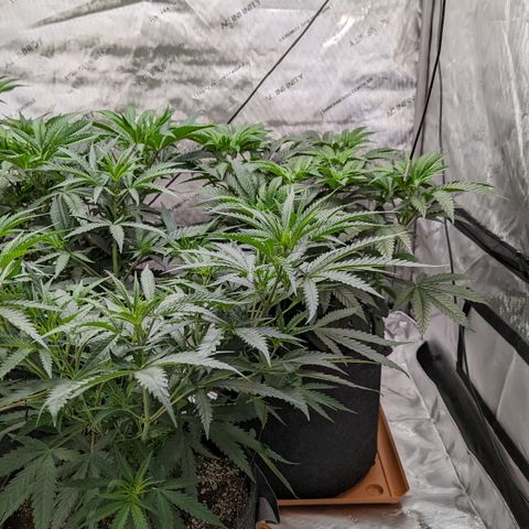 Durban Poison growlog timeline photo