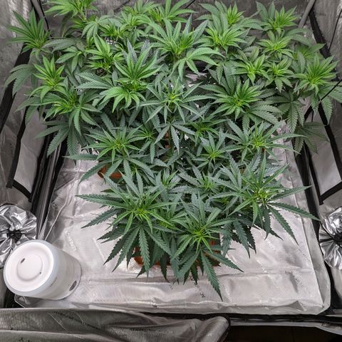 Durban Poison growlog timeline photo