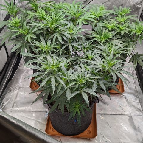 Durban Poison growlog timeline photo