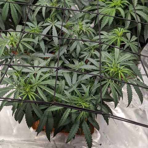 Durban Poison growlog timeline photo