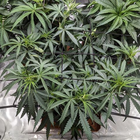 Durban Poison growlog timeline photo