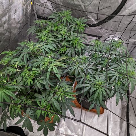 Durban Poison growlog timeline photo