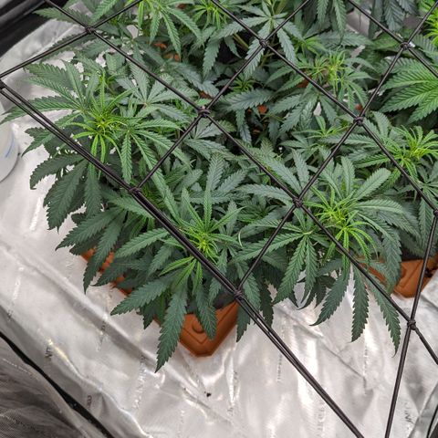 Durban Poison growlog timeline photo