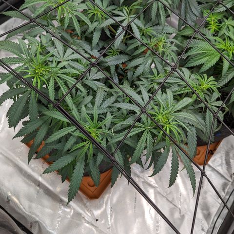 Durban Poison growlog timeline photo