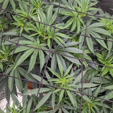 Durban Poison growlog timeline photo