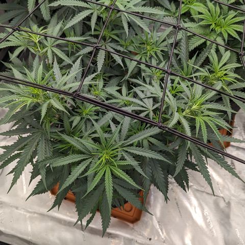 Durban Poison growlog timeline photo
