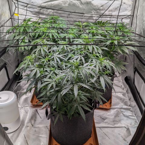 Durban Poison growlog timeline photo