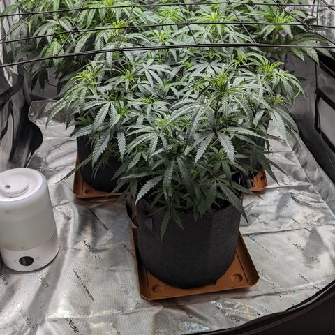 Durban Poison growlog timeline photo