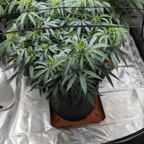 Durban Poison growlog timeline photo