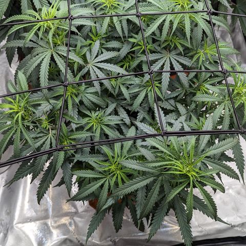 Durban Poison growlog timeline photo
