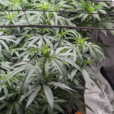 Durban Poison growlog timeline photo