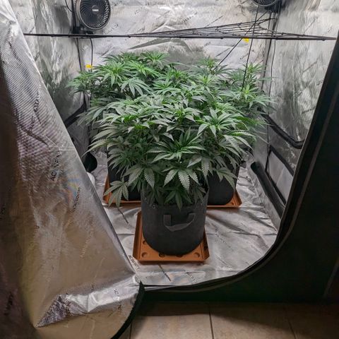 Durban Poison growlog timeline photo